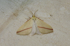 Rhodometra sacraria