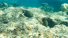 Ctenochaetus striatus