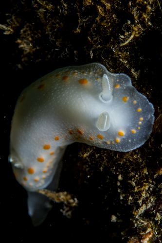 Tyrinna delicata (Abraham, 1877)