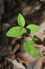 Cistus salviifolius