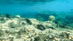 Ctenochaetus striatus