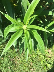 Helianthus grosseserratus