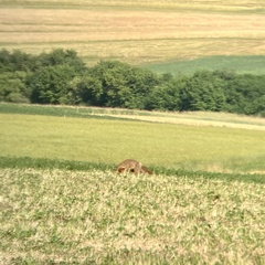 Vulpes vulpes crucigera