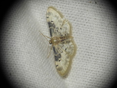 Idaea filicata