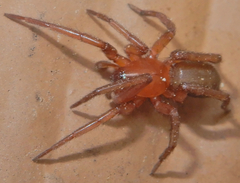 Gnaphosidae