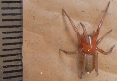 Gnaphosidae