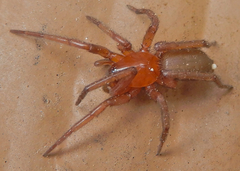 Gnaphosidae
