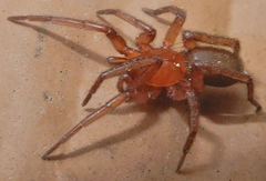 Gnaphosidae