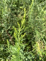 Solidago