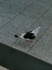 Columba livia domestica