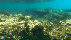 Lutjanus ehrenbergii