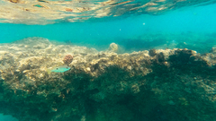 Lutjanus ehrenbergii