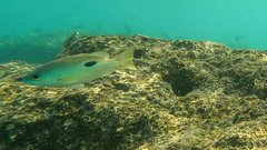 Lutjanus ehrenbergii