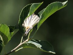Iphiclides podalirius
