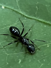 Myrmentoma