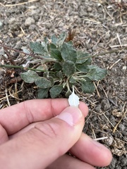 Eriogonum nudum