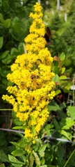 Solidago
