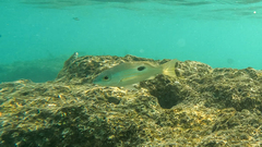 Lutjanus ehrenbergii