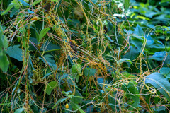Cuscuta campestris