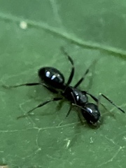 Myrmentoma