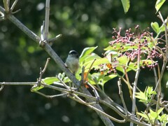 Aegithalos caudatus