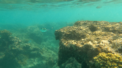 Abudefduf sexfasciatus