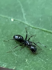 Myrmentoma