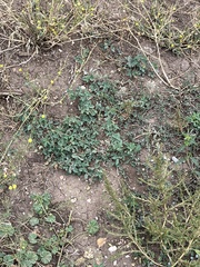 Medicago lupulina