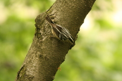 Mniotilta varia