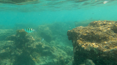 Abudefduf sexfasciatus