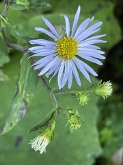 Symphyotrichum prenanthoides