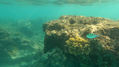 Abudefduf sexfasciatus
