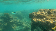 Abudefduf sexfasciatus