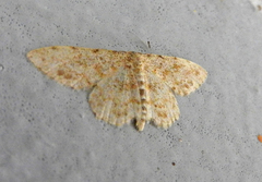 Scopula luridata