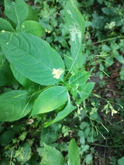 Impatiens parviflora