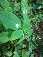 Impatiens parviflora