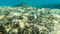 Acanthurus sohal