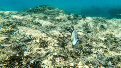 Acanthurus sohal