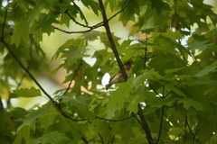 Setophaga castanea