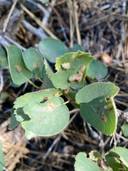 Blaesodiplosis