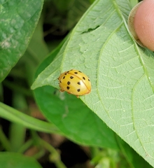 Epilachna varivestis