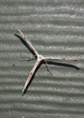 Emmelina monodactyla