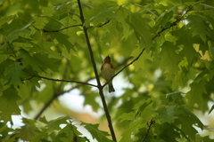 Setophaga castanea