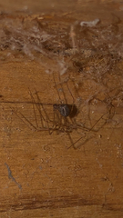 Pholcidae