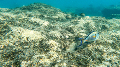 Acanthurus sohal