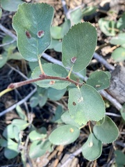 Blaesodiplosis