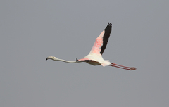 Phoenicopterus roseus