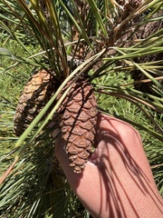 Pinus resinosa
