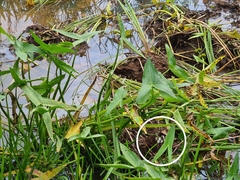 Sagittaria sagittifolia