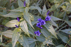 Gentiana asclepiadea
